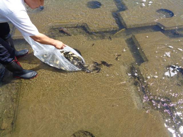 Read more about the article 千曲川漁協：2024年9月11日 ふな稚魚の放流実施のお知らせ