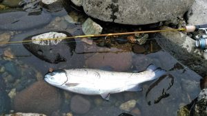 投稿についてもっと詳しく 裾花川漁協：【釣果情報】2025年6月8日 14時頃 里島発電所（ルアー）